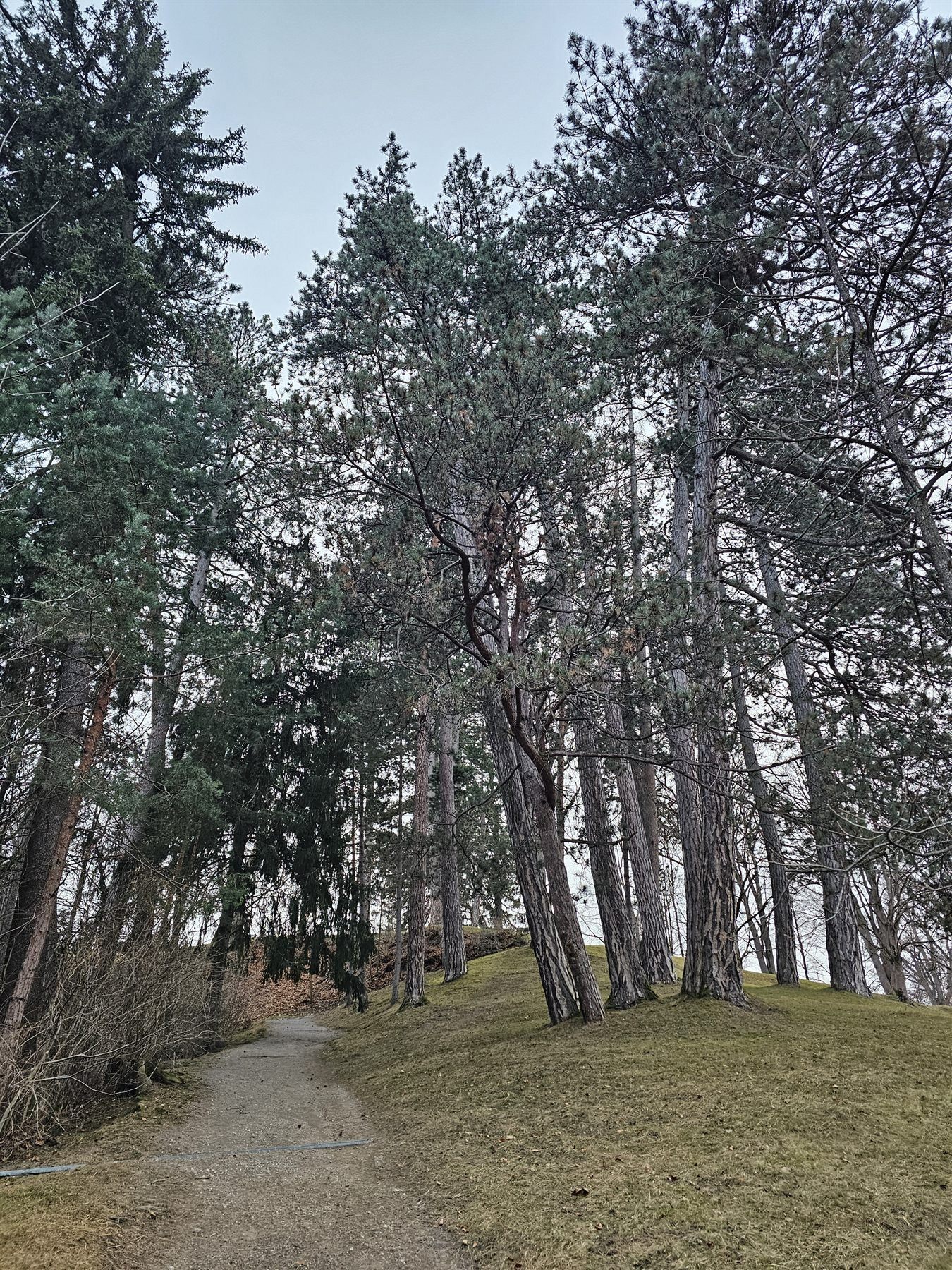 A quiet path lined with tall pines on the hillside at Ambras Castle