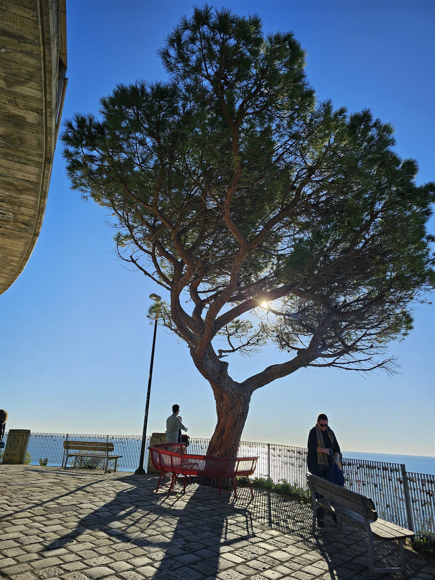A large umbrella pine above the Belvedere di Santa Maria, a red bench beneath it and the open sea beyond