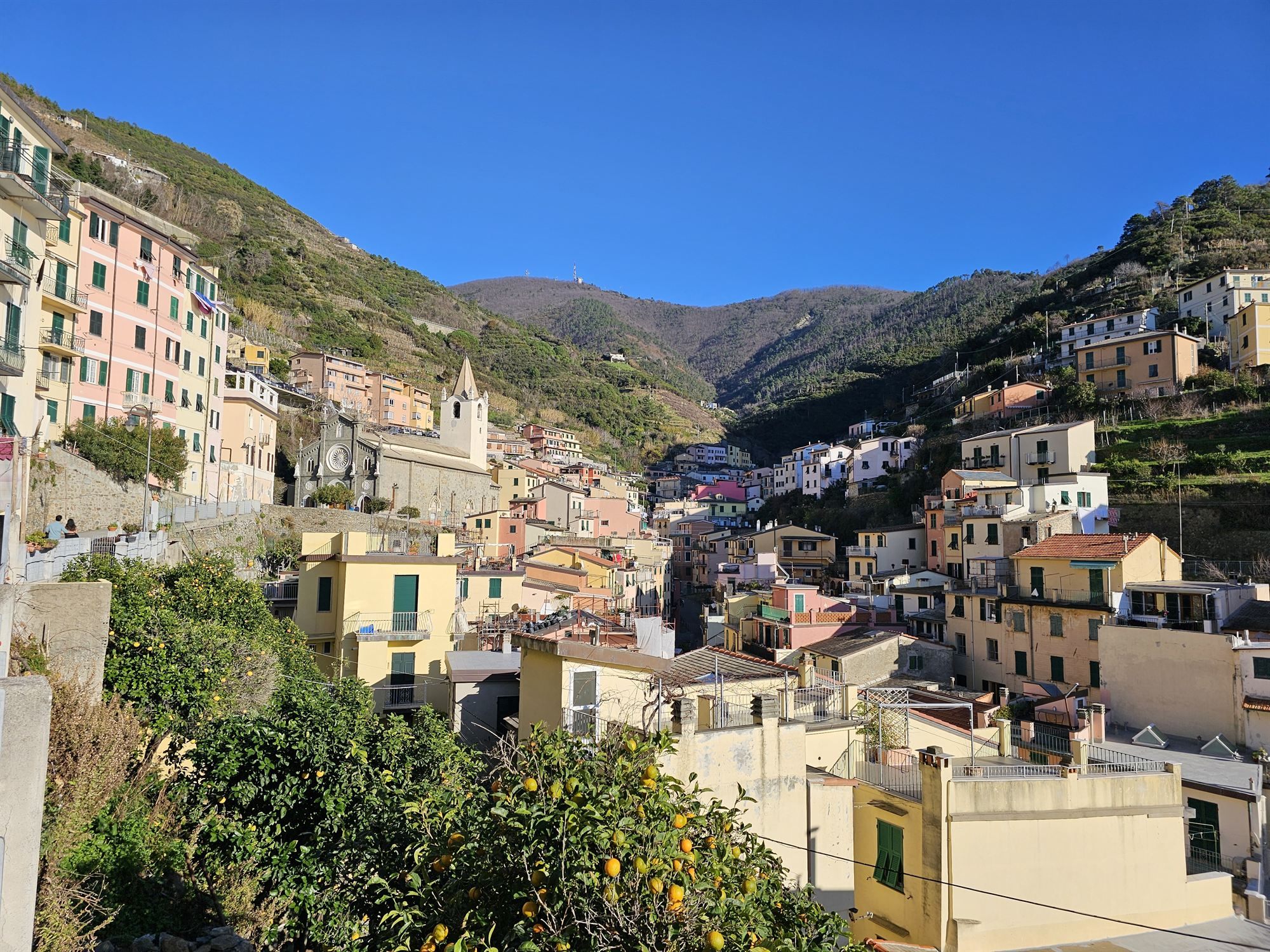 Riomaggiore's valley of colourful houses, seen past lemon trees