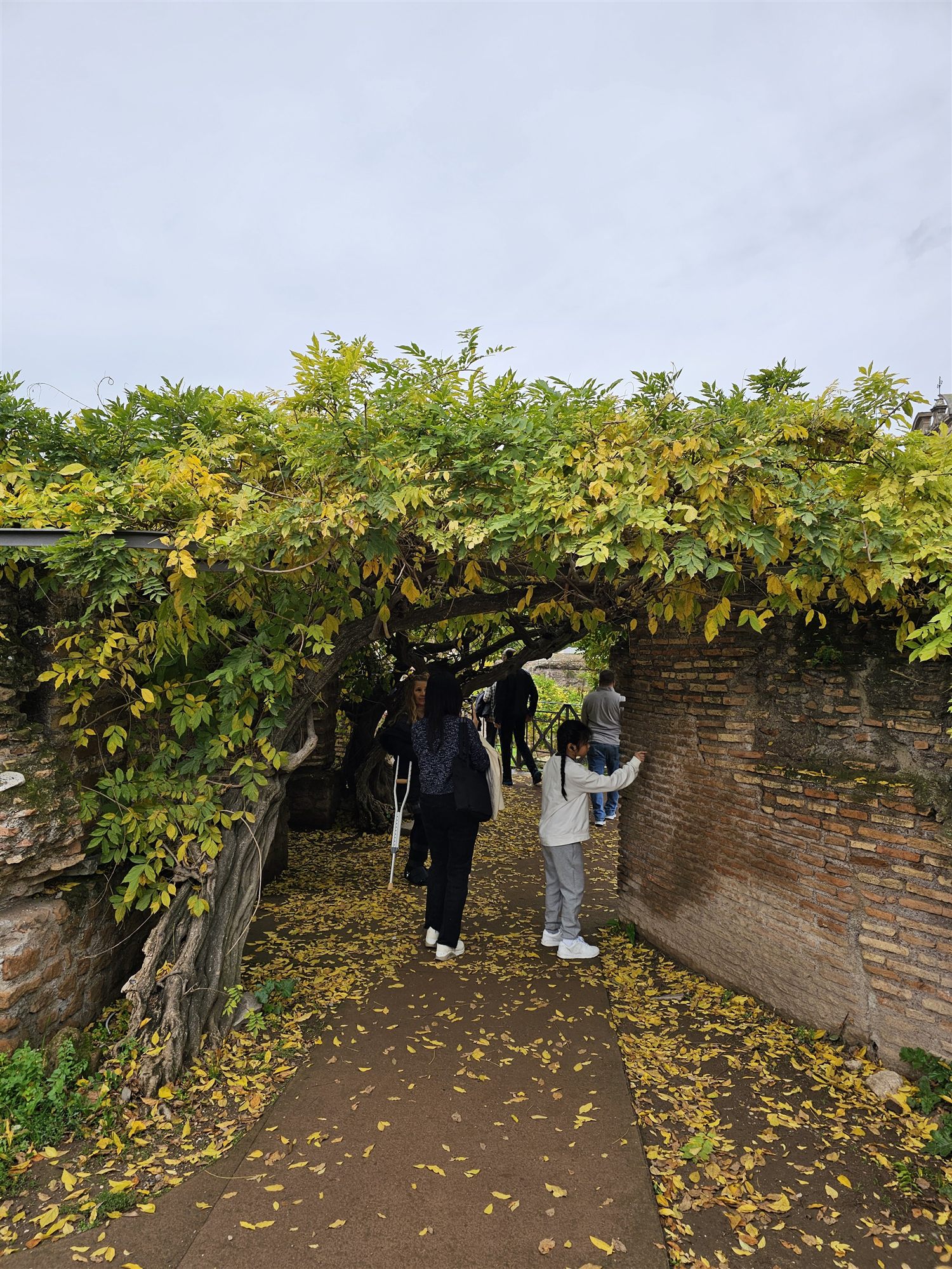 A wisteria-covered arch on the path up toward Palatine Hill, fallen yellow leaves on the ground