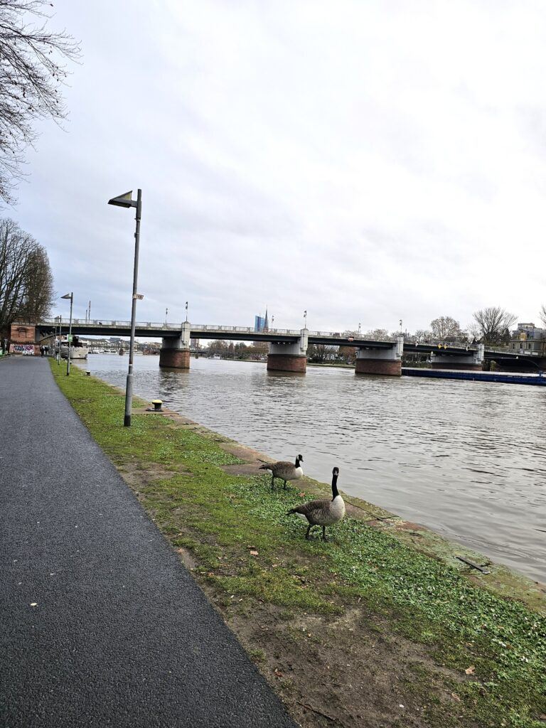 Canada geese by the Main River in Frankfurt, with a bridge in the background