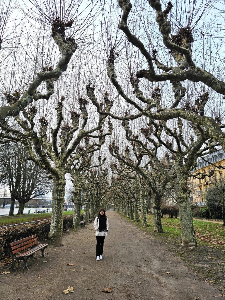 A tree-lined path of pollarded plane trees along the Main River, Frankfurt