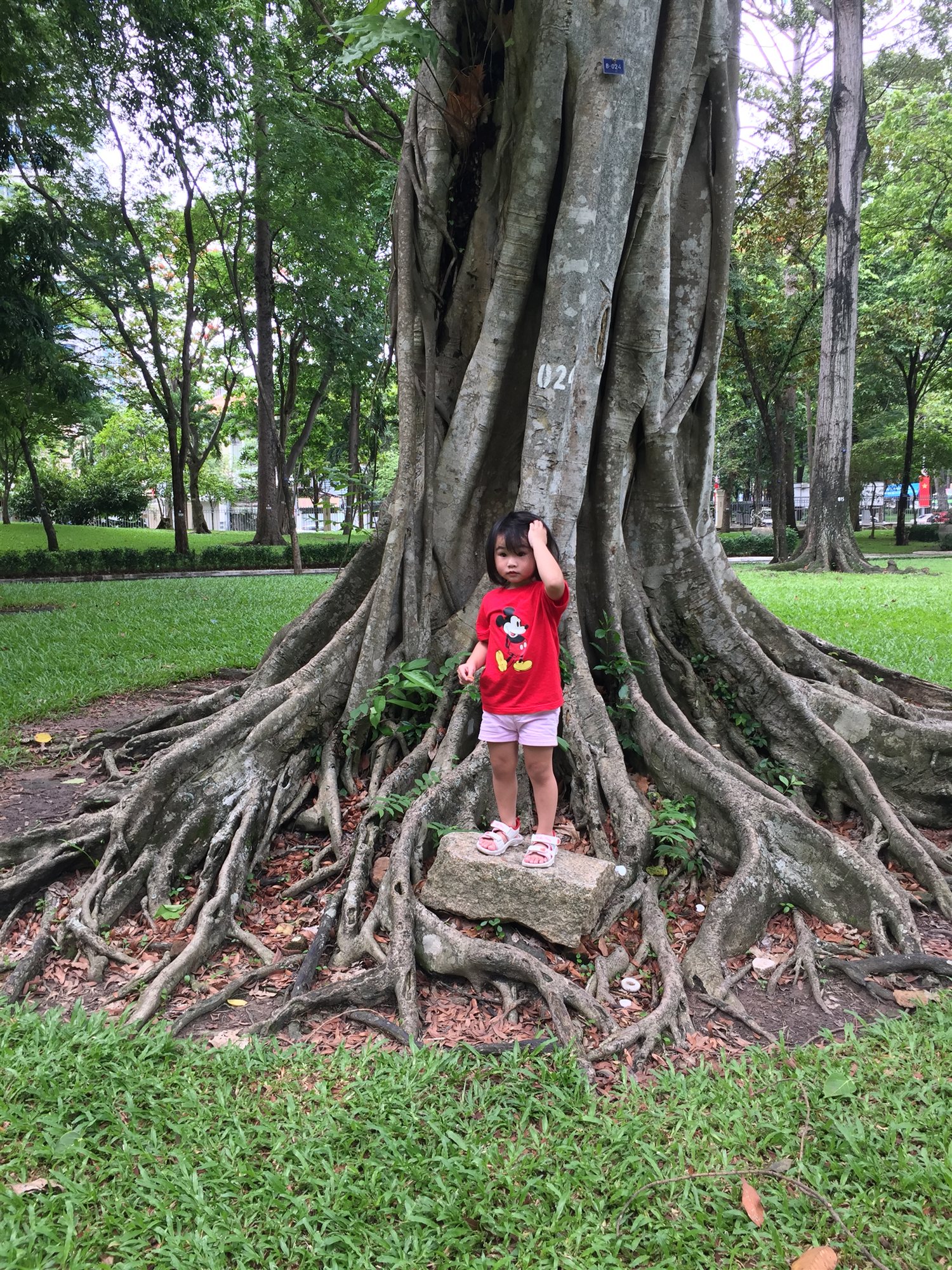 Our daughter standing among the roots of a giant banyan tree in the palace grounds