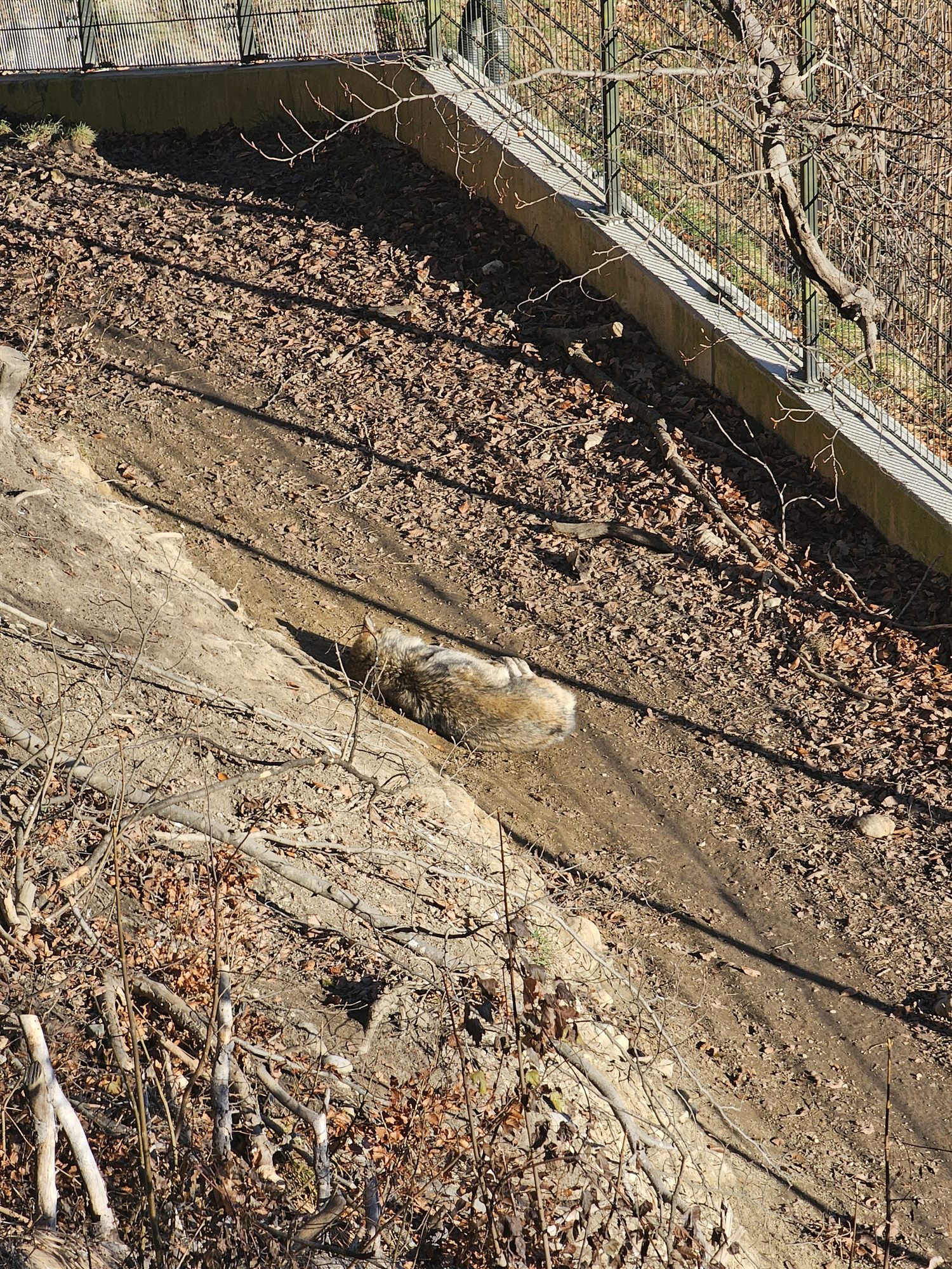 A fox resting on the ground in its enclosure at Alpenzoo