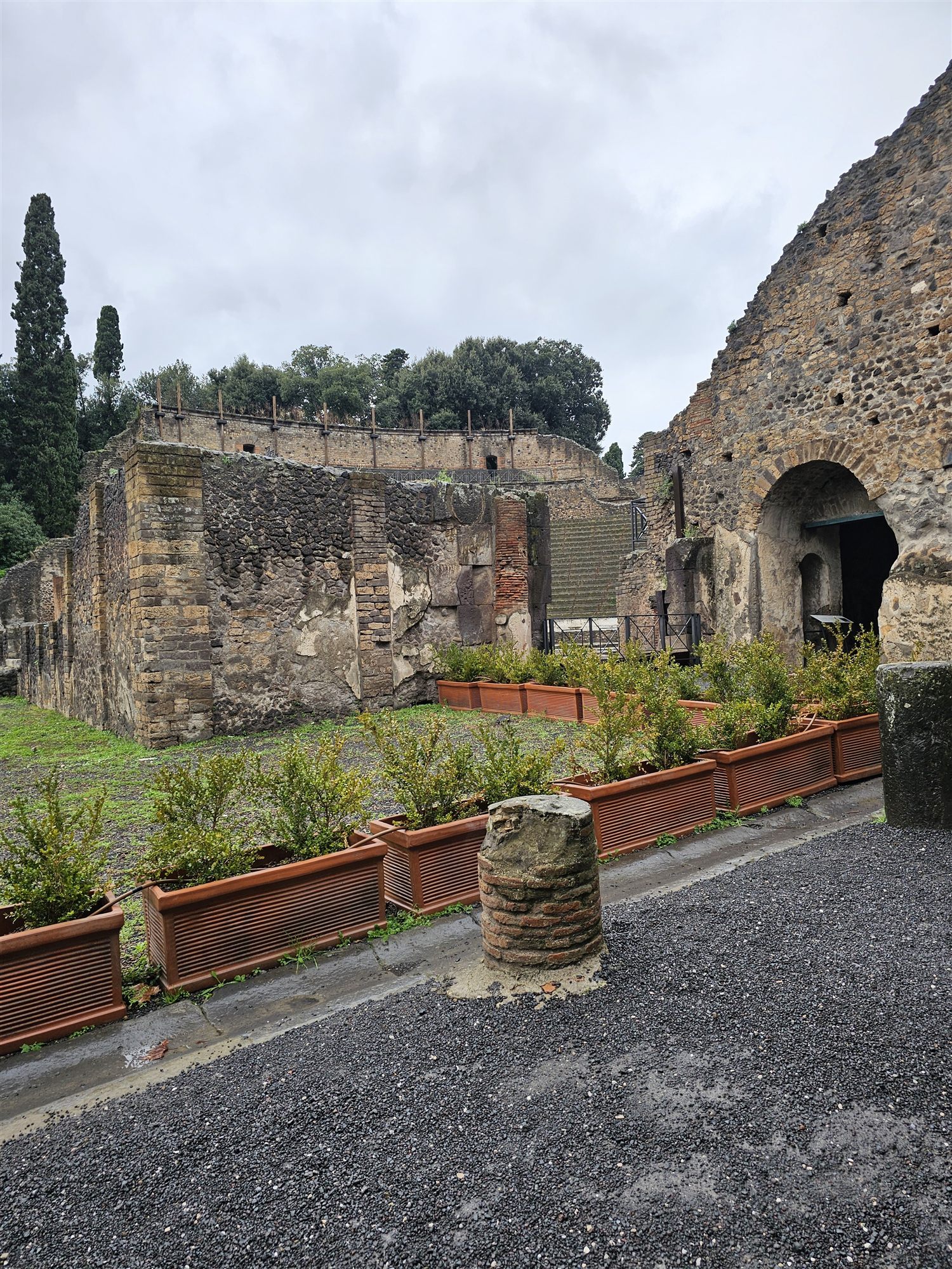 Clipped hedges in terracotta planters beside an ancient stone wall at Pompeii, with a cypress behind