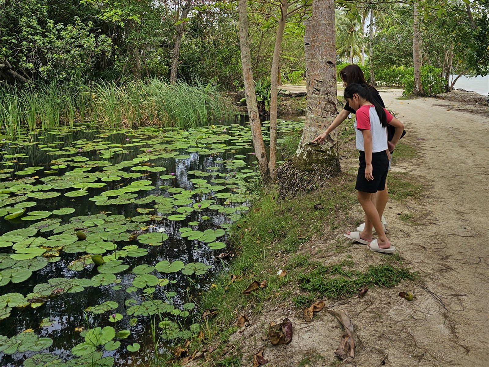 A lily pond in the gardens at The Residence Bintan