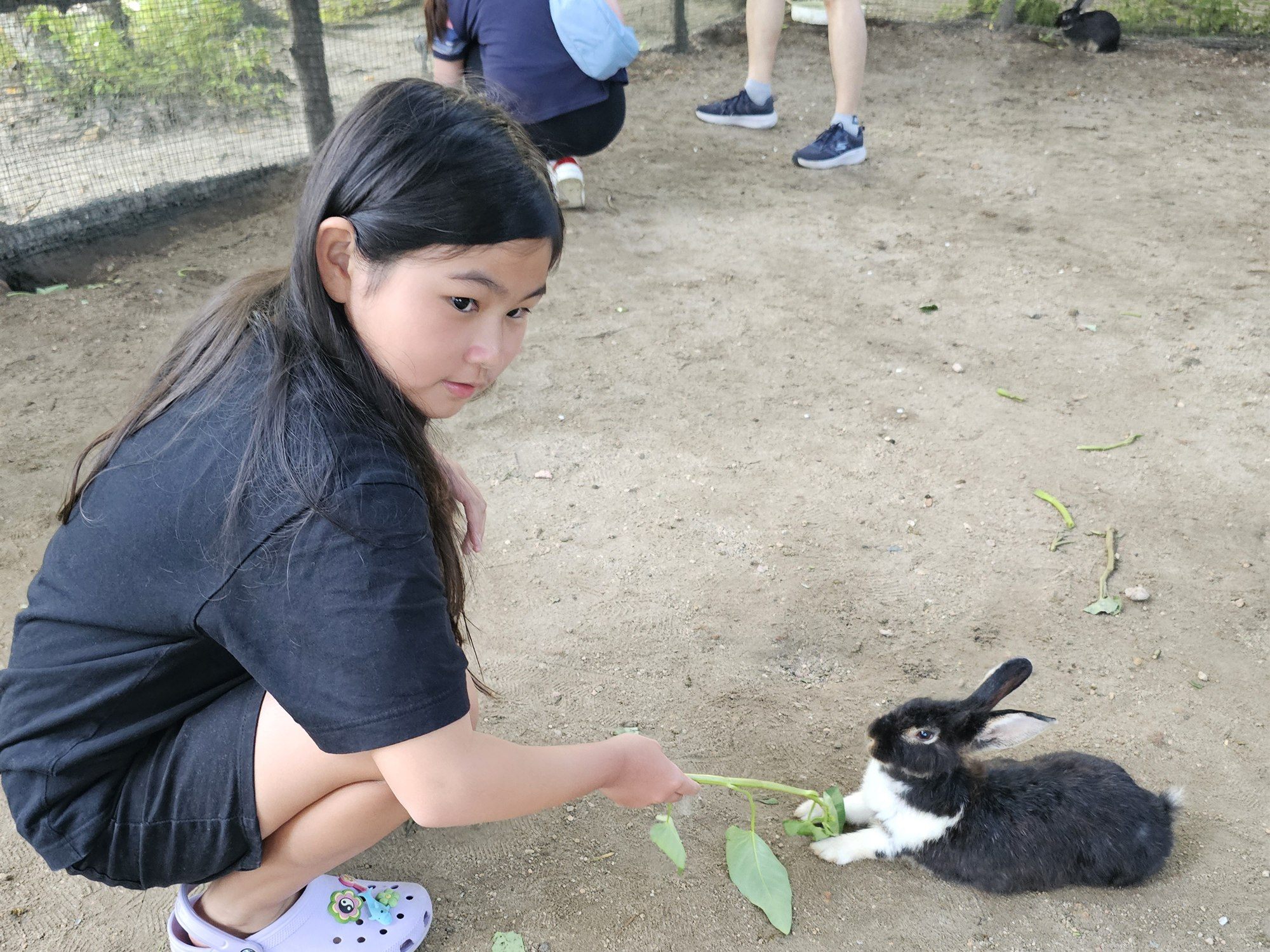 Child feeding a rabbit at the Kakatu Kids Club, The Residence Bintan