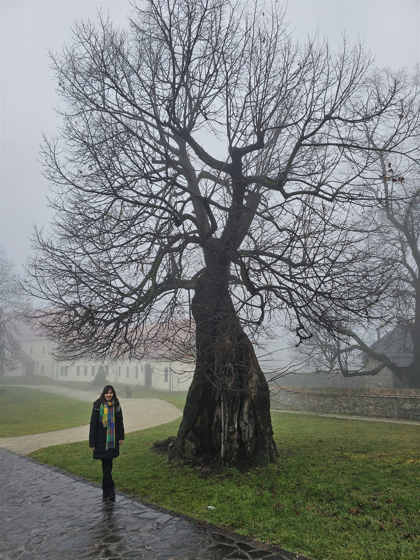 A large ancient tree on the misty grounds of Smolenice Castle